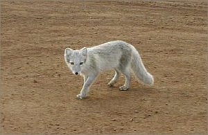 Arctic Fox