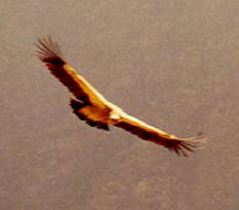 Eagle Vulture