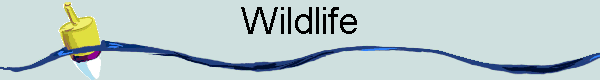  Wildlife 