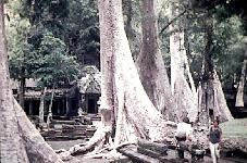 Ta Prom, Angkor, Cambodge