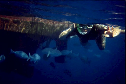 Amongst the reef sharks