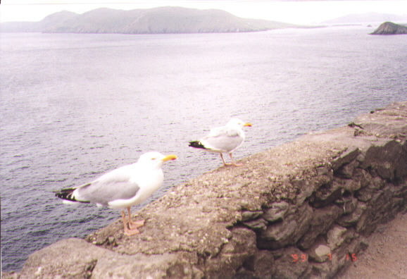 gulls.jpg (73221 bytes)