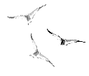 gulls.gif 1631,0 K