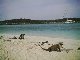 Iguanas at Allan's Cay