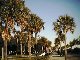 Palmettos in Charleston's Battery Park