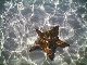 Clear view of starfish in about 10 feet of water alongside our boat at anchor