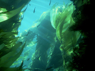 Kelp Forest