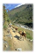 Pony Caravan Along the Kali Gandaki River