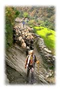 Herder with Sheep