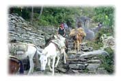 Pony Caravan on Trail