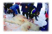 A Polar Bear that got too close to the village of Cape Dorset, Baffin Island, Northwest Territories