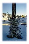 Caribou Antlers, Cape Dorset, Baffin Island, Northwest Territories