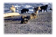 Dog Team, Village of Hall Beach, Baffin Island, Northwest Territories