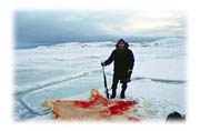 A Polar Bear that got too close to the village of Cape Dorset, Baffin Island, Northwest Territories