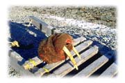 Walrus Head, Village of Hall Beach, Baffin Island, Northwest Territories