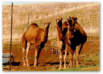 Camels in a farm / USA