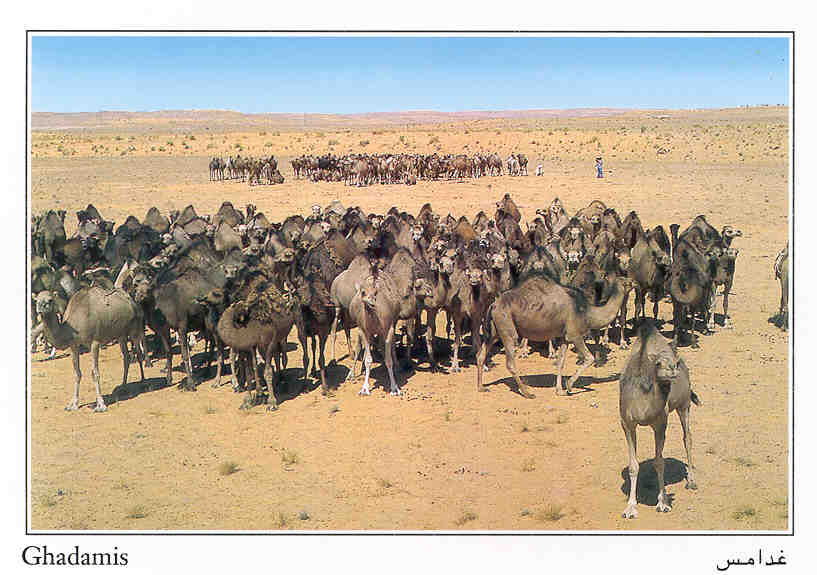 Camels in the Libyan Desert