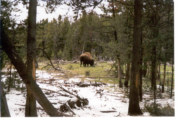 yellowstone4