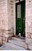 cat in doorway