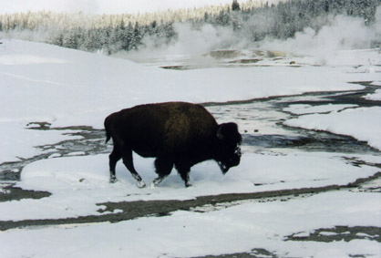 bison