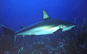 Bull Shark