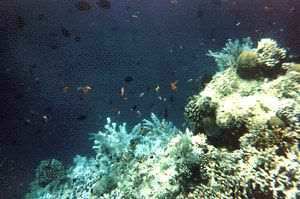 Underwater Bunaken