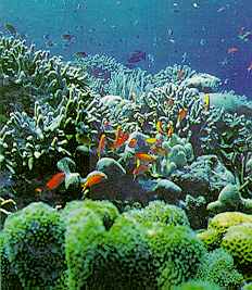 Underwater Bunaken