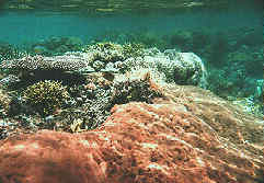 Underwater Bunaken