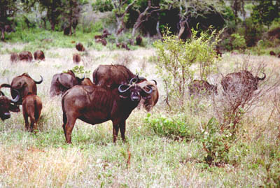 Water Buffalo (43KB)