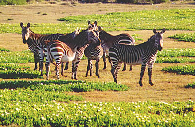 The Cape Mountain Zebra (42KB)