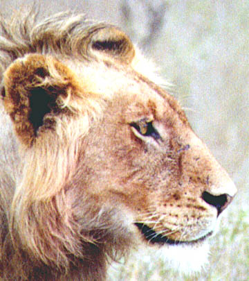 Lion Head (45KB)