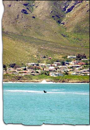 Whales in Walker Bay (31KB)