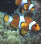 clown fish