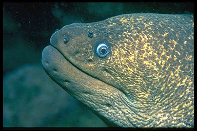 moray eel