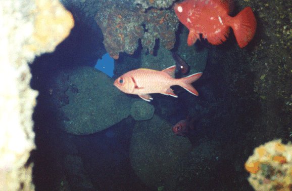 fish love to hang out near the bow thrusters