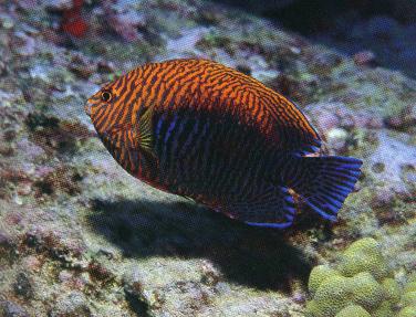 Potter's Angelfish