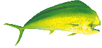 Bull (male) Mahi Mahi