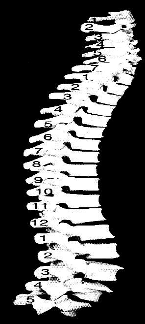 spine