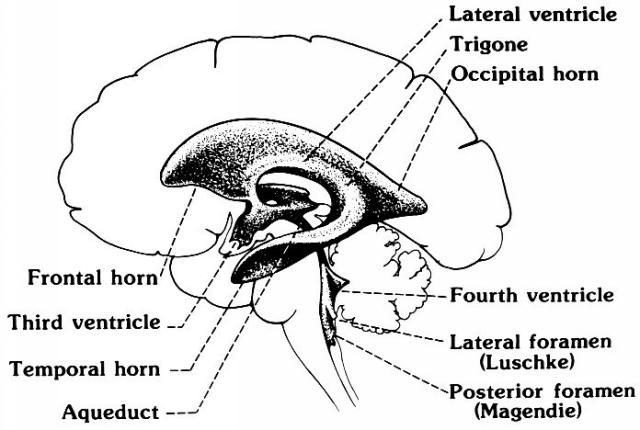 The ventrictes