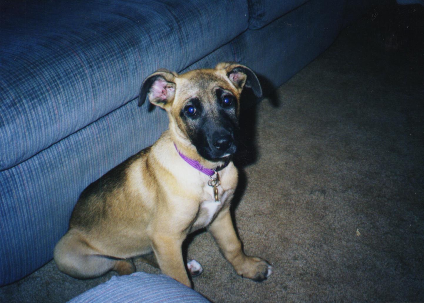 Awwww isn't my widdle doggie cute? =P Heh, she's grown more and not as cute...but she's still my baby