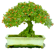 Bonsai_05