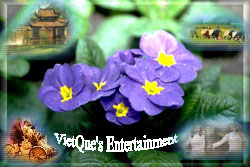 VietQue's Entertainment