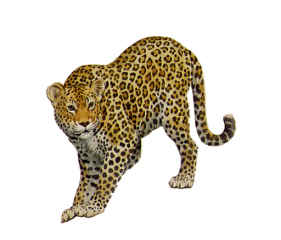 leopard