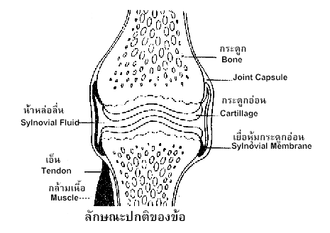 normal joint