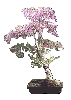 Bonsai