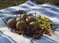 fruits