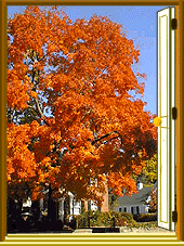 Foliage