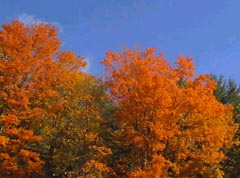 foliage 2001 in NH