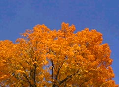 foliage 2001 in NH