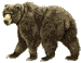 bear02.gif (1333 bytes)